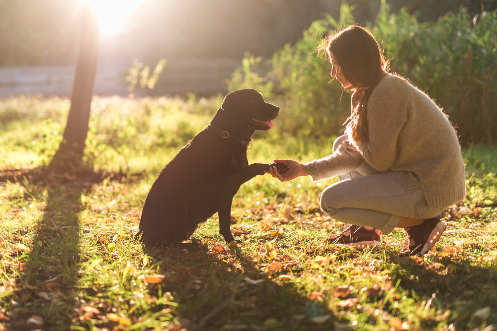 cuales son los beneficios de adoptar un perro