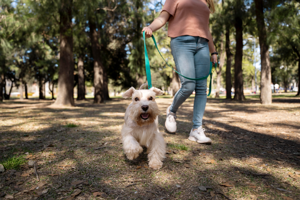 Correa larga para perros de adiestramiento