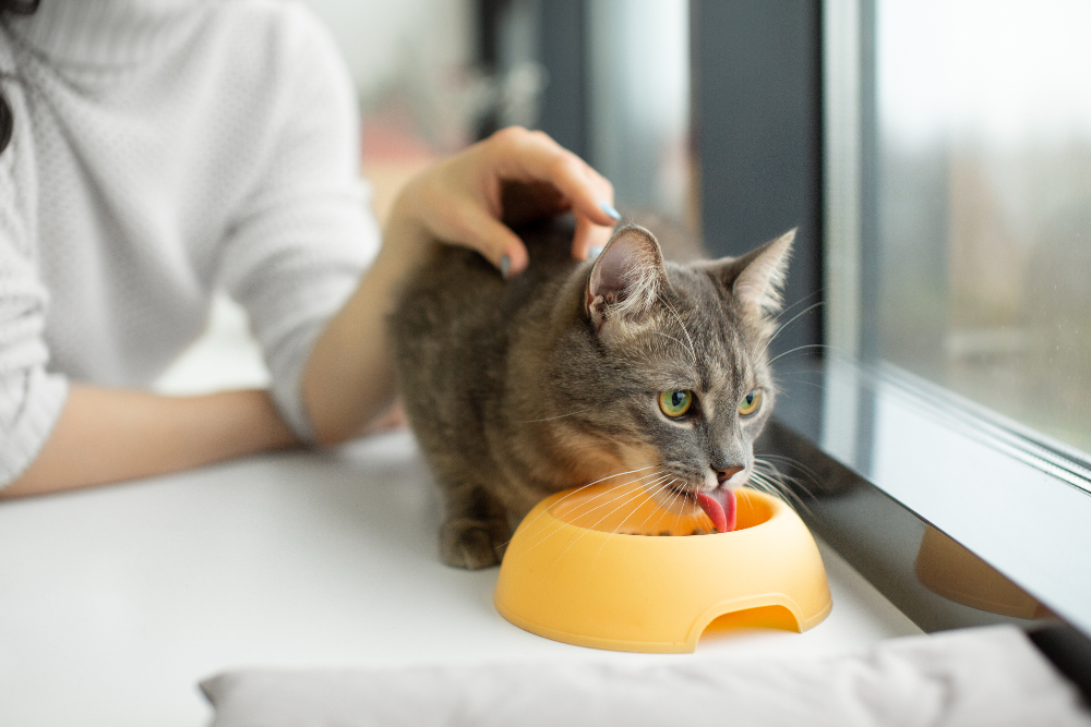como alimentar a mi gato