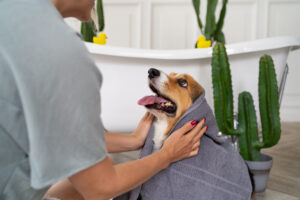 Aprender cuidados de mascotas