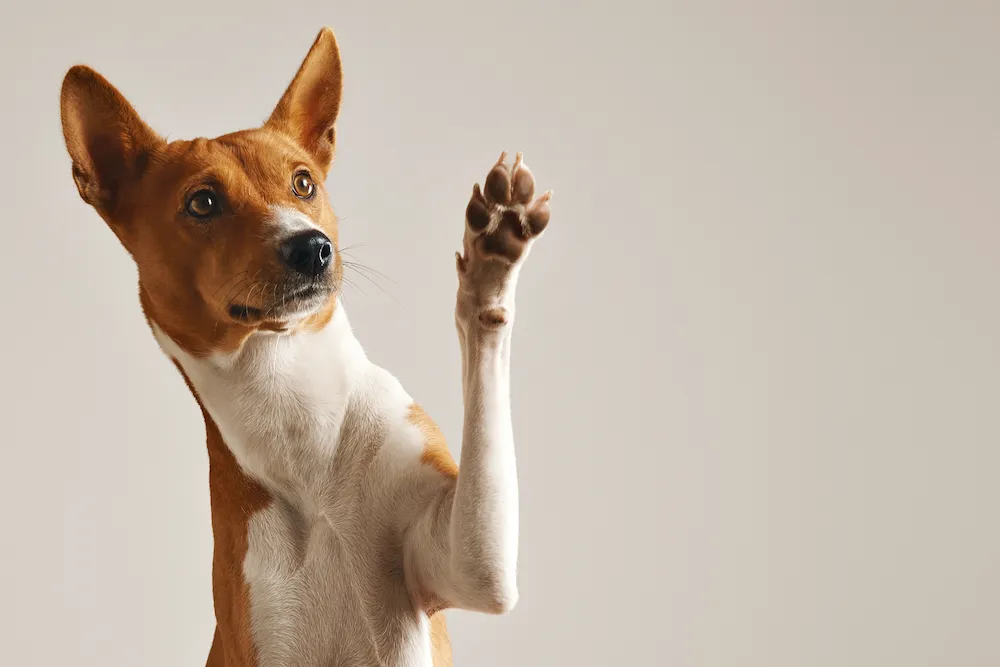 adoptar perro