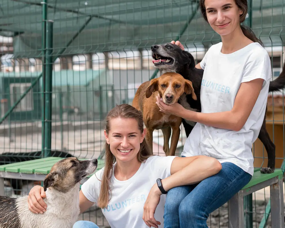 mascota, adoptar mascota