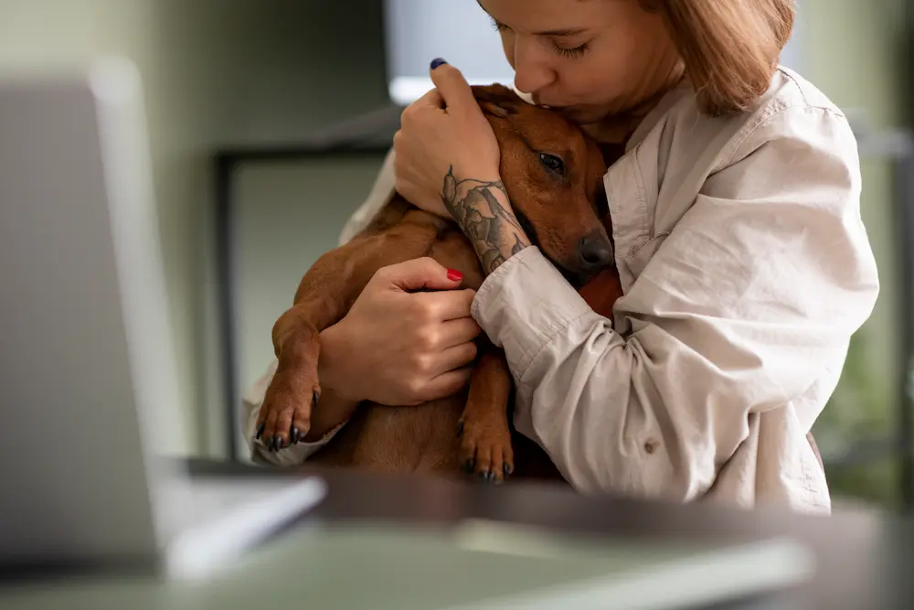 perros para adoptar, cuidado perros